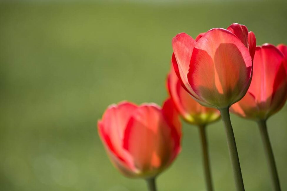 Kiedy tulipanowiec zakwita