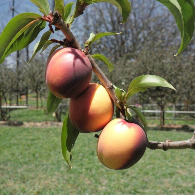 Pielęgnacja nektarynki z pestki w początkowym stadium
