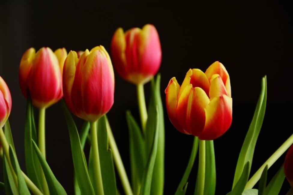 Tulipanowiec ile lat do kwitnienia