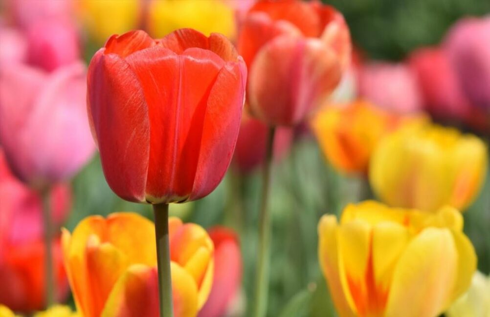 Tulipanowiec pierwszy sezon kwitnienia